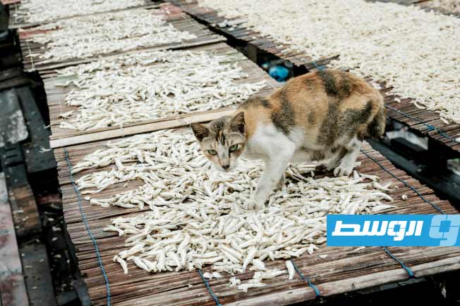حظر استهلاك لحوم الكلاب والقطط في جاكرتا