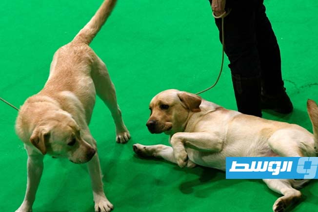 دراسة: جين مسؤول عن البدانة تتشاركه الكلاب مع البشر