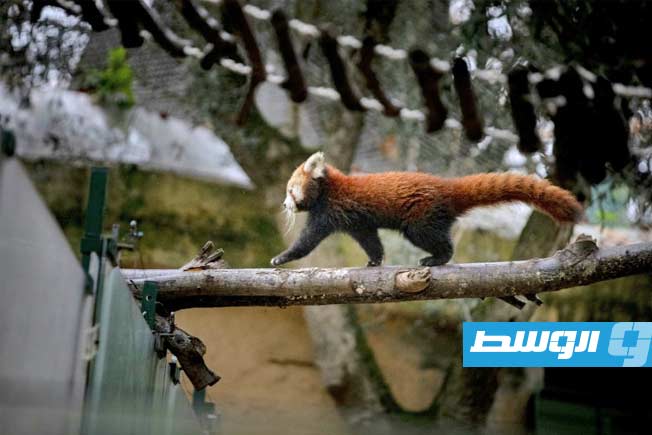 أعداد الباندا الأحمر المهدد بالانقراض تعاود الانتعاش ببطء في النيبال