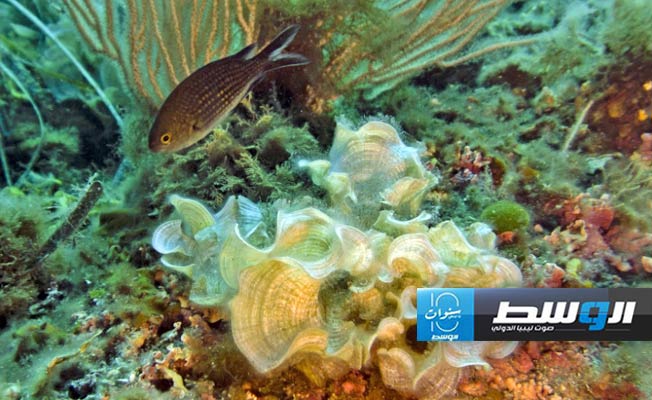 فرنسا ستطلق مهمة لاستكشاف جينات الحيوانات البحرية