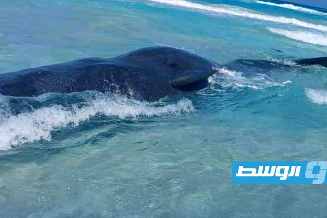 نفوق أربعة حيتان «عملاقة» على شاطئ أمرير قابس.. ما الأسباب؟