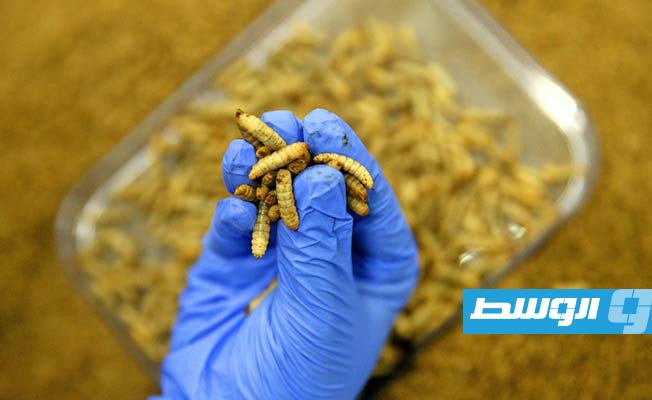 مصنع فرنسي يعتمد على الحشرات لإطعام الأسماك