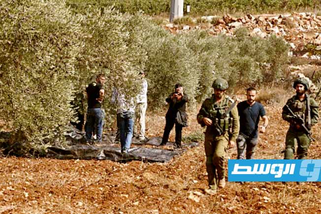 مستعمرون يقتلعون 1000 شجرة زيتون في بلدة «ترمسعيا» شمال رام الله