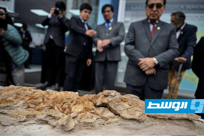 العثور على حفرية خنزير البحر عمرها 12 مليون سنة في البيرو