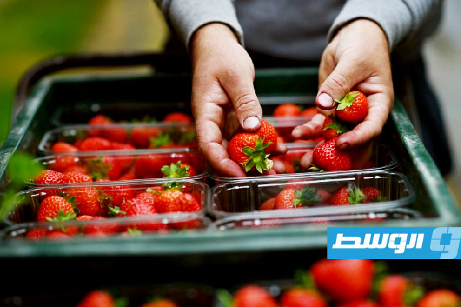 «ربيع الفراولة» في المملكة المتحدة.. موسم استثنائي بنكهة السكر