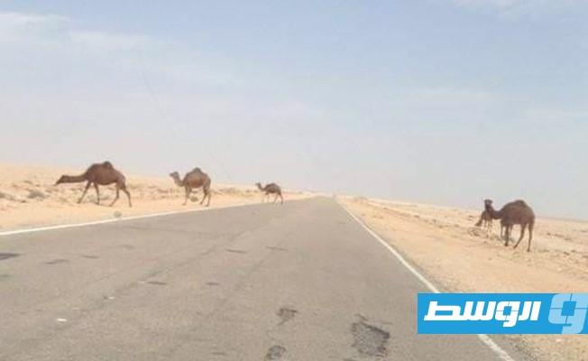 جمال تتسبب في حوادث «مميتة» بمناطق الهلال النفطي