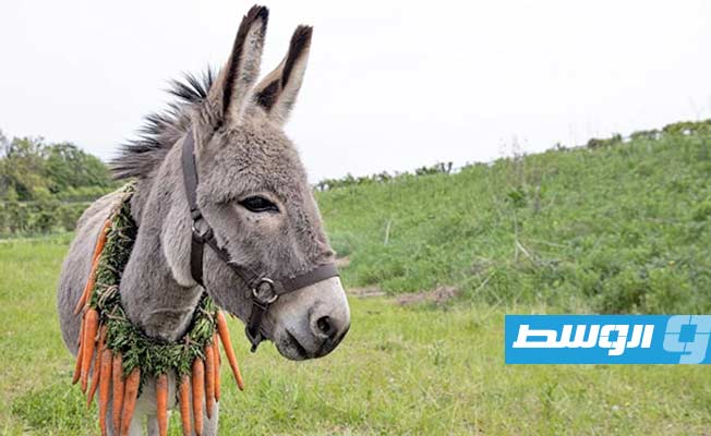 «إيو» ضمن عروض الجمعة في «القاهرة السينمائي»