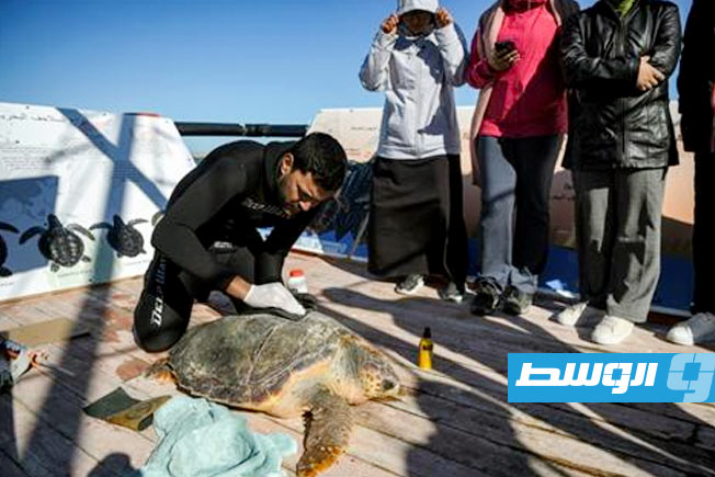 الأولى من نوعها.. مصحة لإعادة تأهيل السلاحف في تونس