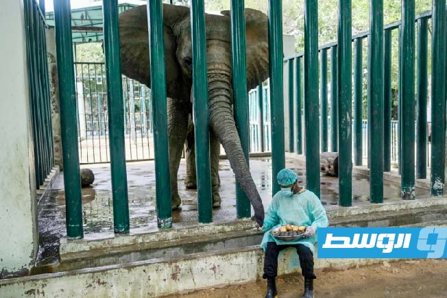 إنقاذ الفيلة من السل.. خطة علاجية استثنائية في باكستان