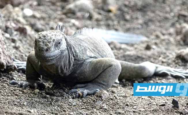 السجن لمهربي السلاحف والسحالي في غالاباغوس
