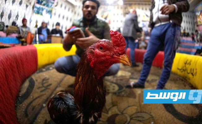 الديوك تجذب عشاق المصارعة في العراق