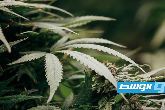 إعادة إحياء «أنزيمات قديمة».. دراسة تكشف أصول المركبات الحيوية في نبات القنب