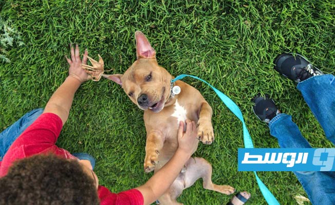 دراسة تنسف «أسطورة» شائعة عن سلوك الكلاب