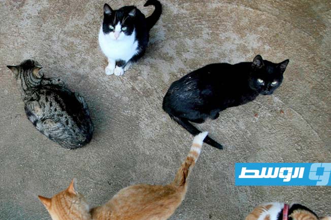 مدينة إسبانية تحظر موقتا تبنّي القطط السوداء
