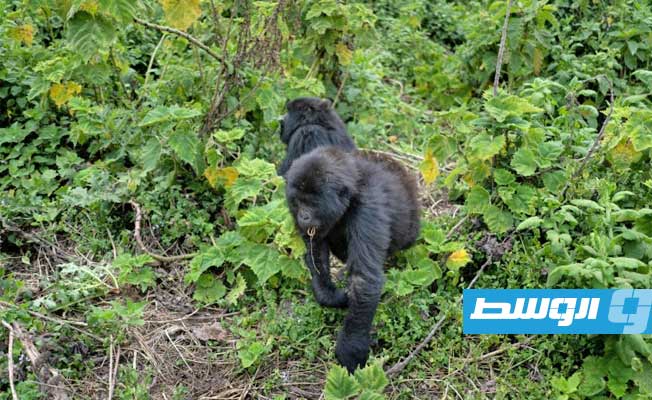 رواندا: نجوم عالميون يشاركون في احتفال تسمية «صغار غوريلا» بمنتزه البراكين الوطني